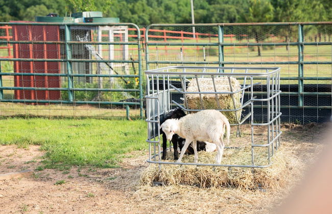 Peaceful Luxurious Ranch Family Reunion - Photo 58