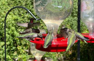 Vintage RV Creekside Nature Retreat near Ojai next to Swim Holes Hike - Foto 39