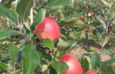 Agritur Rizzi di Inama Ugo - Foto 49