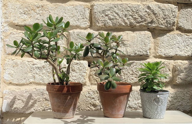 Home Chic Home - La Terrasse Bazille - Foto 21