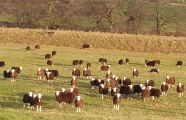 Boreland Farm - Photo 21