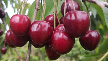 Obst- Und Ferienhof Karoline - Foto 4