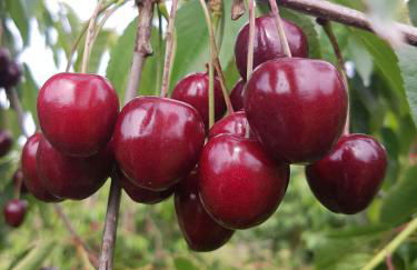 Obst- Und Ferienhof Karoline - Foto 4