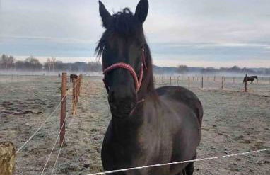 Apartment amidst nature-Riverdale, north of Munich - Foto 11