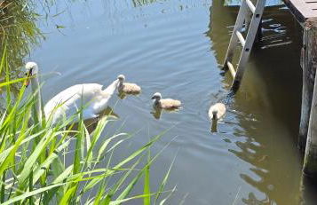 2 Raumwohnung mit sonniger Terrasse und Seeblick - Foto 65