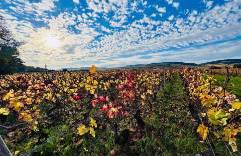 Escapade à Pommard - Foto 30