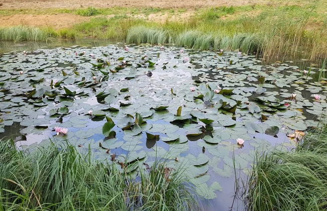 8 Person Holiday Home in Sjolund-by Traum - Foto 37