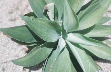 Ataraxia Home - Foto 7