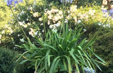 Little Cottage Merbeck - Foto 14