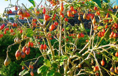 Lobo do Mar - Photo 14