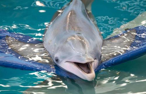 5 min Beaches~Mini Golf~Pool Table~Pets~KING BED + - Foto 50