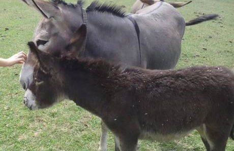 Il Borgo della Zittola - Foto 56