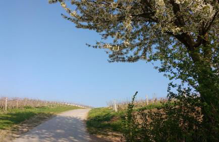 Antjes Ferienwohnung Flonheim - Foto 16