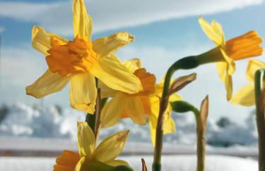 Rifugio Il Ginepro dell'Etna - Foto 5