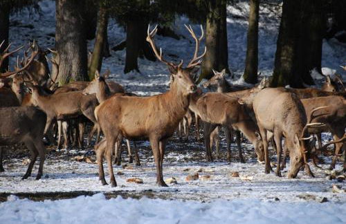 Landhaus Senn - Foto 23