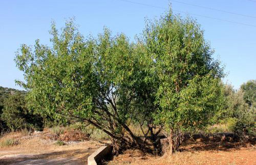 Apartments with parking space Zaglav, Dugi otok - 878 - Foto 6