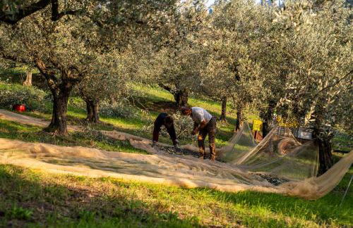 Boutique Hotel Villa Monty Banks - Foto 33