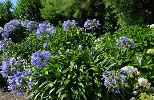 Villa Argi Eder - Foto 1