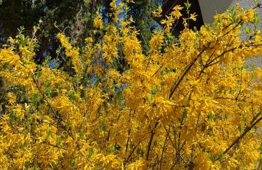 Greenhouse - Foto 26