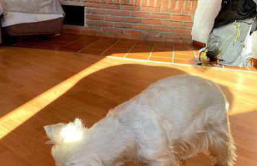 Eifel Urlaub mit Hunden Ferienhaus Schwalbennest Schalkenmehren - Foto 31