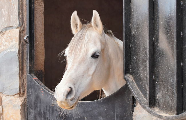 The Ranch resort - Foto 76