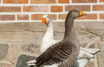 Relax In A Thatched Barn With A Sauna - Photo 20