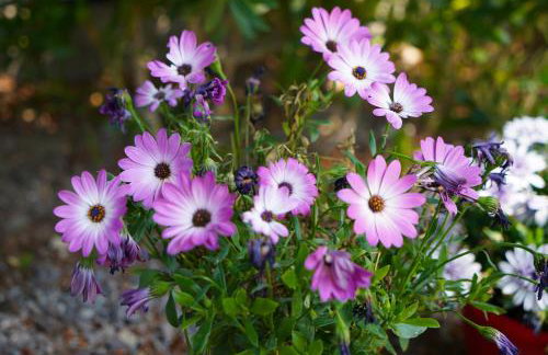 Villa Helio Kineta - Foto 52