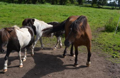 Ferienwohnung Süderfeld - Foto 73