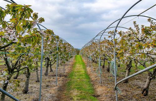 Cherry Lodge - Foto 19