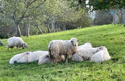 Villa ARGUIBEL - Foto 5