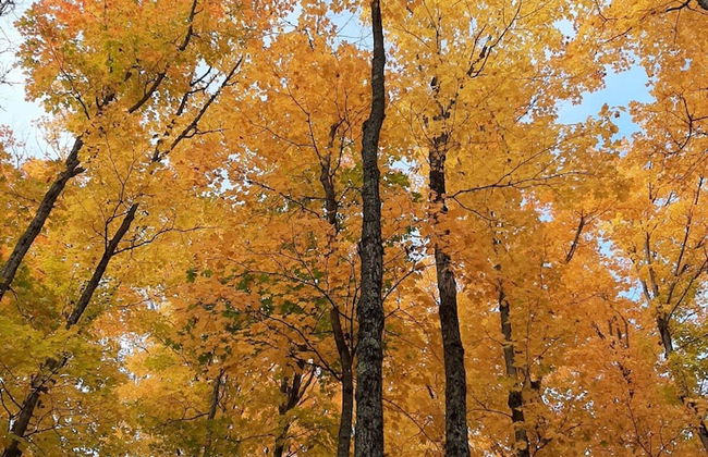 Le M Sangeai Citq 300267 - Foto 36