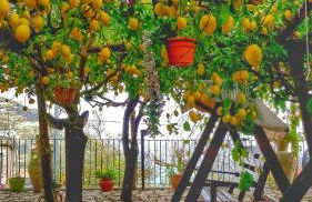 Il Limoneto degli Angeli - Foto 12