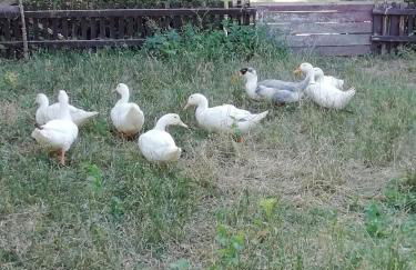 Ferienhof Schwäbe - Foto 19