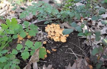 Quinta do Tojal - Tourism immersed in nature! - Foto 13