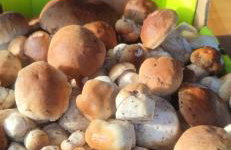 Domki na Zagroniu - Foto 31