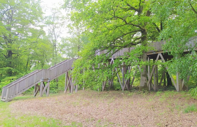 Etape en forêt - Foto 69