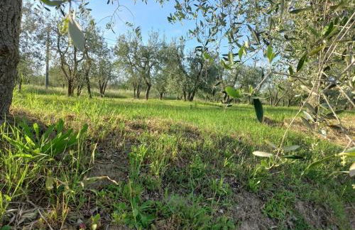 Podere Campanella - Photo 29