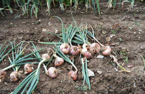 Rectoría de Castellar - Foto 46