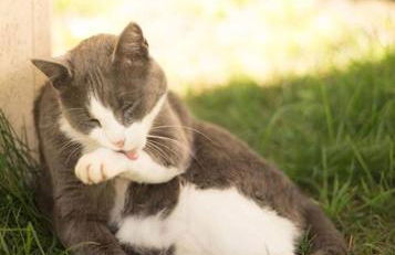 L'Ange : Entre monts et vallées - Foto 35