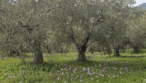 Sea view Goldins house - Foto 2