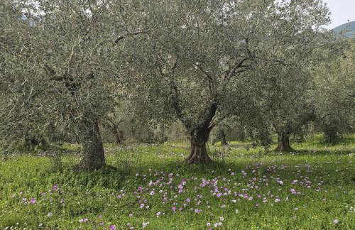 Sea view Goldins house - Foto 2
