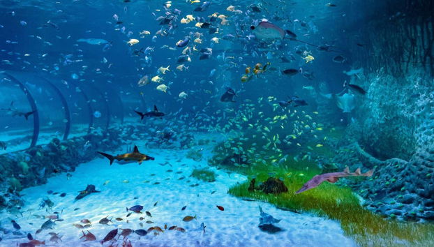 Una delle vasche dell'Acquario Nazionale di Abu Dhabi