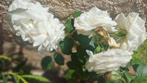 Studio cosy, terrasse, logement entier Aix-en-Provence - Foto 5