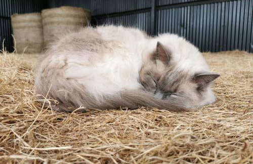 Glen Bay - 2 Bed Lodge on Friendly Farm Stay with Private Hot Tub - Foto 55