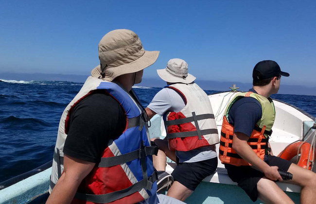 Avistamiento de pingüinos en la isla Cachagua - Foto 4