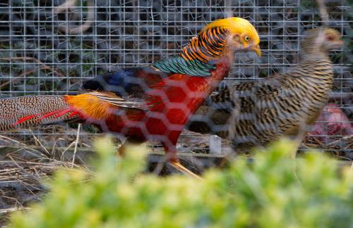 Willekes Blütenhof - Foto 37