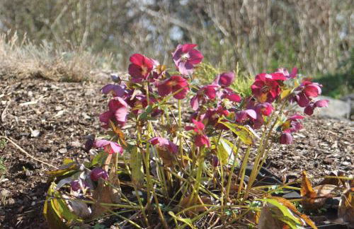 Ferienwohnung "Eifelstueffje" - Foto 73