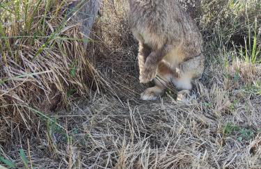 Au chant des oiseaux - rouge gorge - Foto 36
