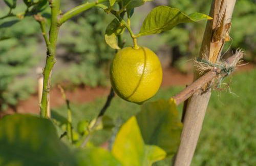 Villa Miradouro da Baleia (Heated Pool optional) - Foto 20
