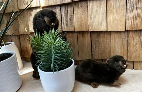 Castor Coquin Aubagne Cassis Aix en Provence - Foto 17